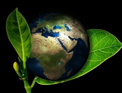 The Environmental Impact of Going Bottle-Free in the Workplace